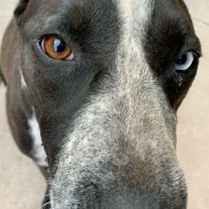 Meet your Posher, Anel